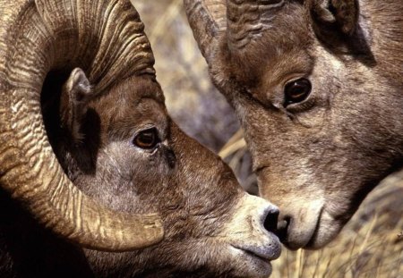 2 Mountain Goats - ram, nature, sheep, lamb, animals, wildlife, horns