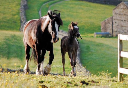 Morning Walk - brown horse, pets, ponies, filly, mare, horses, nature, colt, farm animals, barn