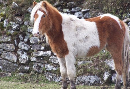 Moorland Pony - pony, pets, nature, wild horses, horses, moorland ponies, brown and white horses, animals