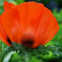 *** Red Poppy Flower ***