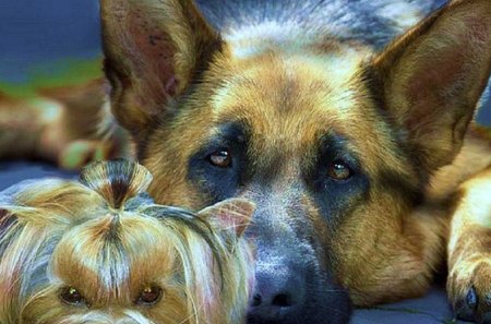 Terrier and a Shepherd - pets, animals, dogs, puppies, yorkshire terrier, animal friends, nature, german shepherd