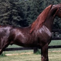 Stunning Horse