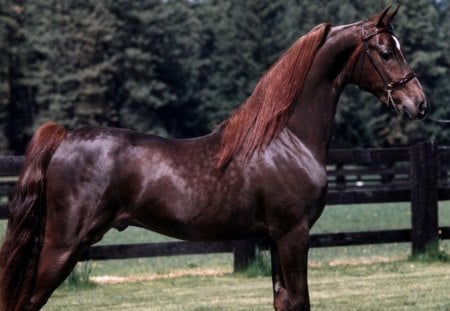 Stunning Horse - nature, animals, pets, morgan horse, ponies, arabian, show horse, brown horses