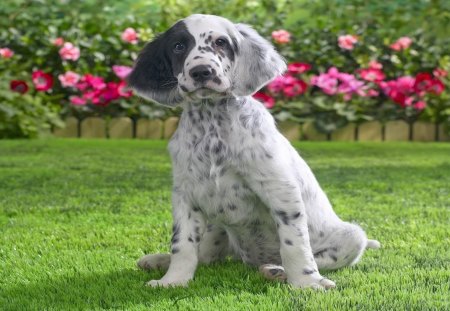 *** The charming Pointer *** - patches, green, pointer, charming