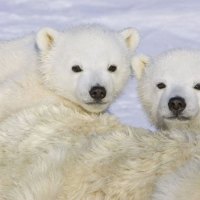 2 Cute Polar Bear Cubs