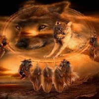 My Dreams in a Catcher