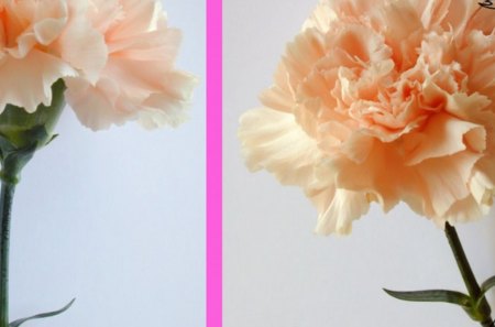 CARNATIONS - flowers, carnations, nature, pink