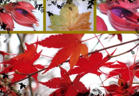 AUTUMN LEAVES - red, leaves, orange, autumn