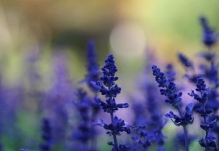 lavender flower - in, flower, lavender, rain