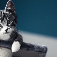 Cute kitten * For my friend CarmenBonilla