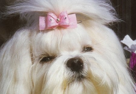 lovely maltese - white, bow, dog, flower