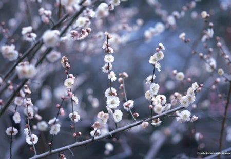 White cherry blossom - yay, white, blossom, cherry