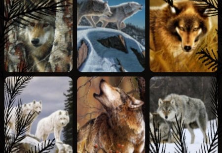 Friends of Wolves - collage, dogs, animals, wolves