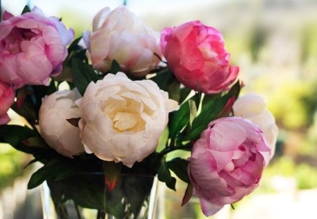 Peonies in the window♥