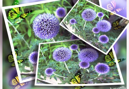 â™¥ Floating  Flower Pictures â™¥ - summer, flowers, collage, sun, abstract, garden, butterflies, blue thistles, floating pictures