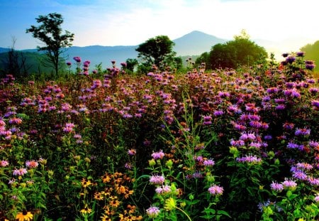 WILD FLOWER FIELD - flowers, nature, field, mountain, wild