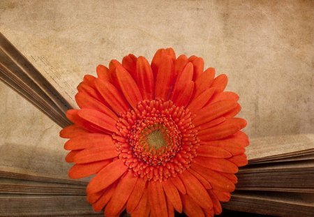 Red Gerbera - flower, nature, red, gerbera