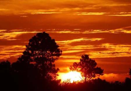 beautiful sunset - clouds, trees, sunset, nature