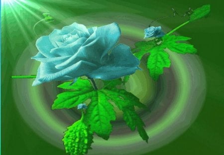 Rays_on_a_Blue_rose - flowers, light, rays, leaves