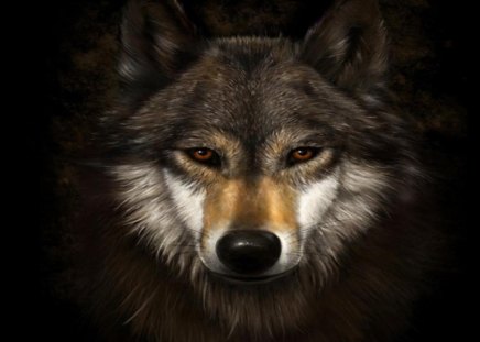 wolf wallpaper - animal, wolf, beauty, wild