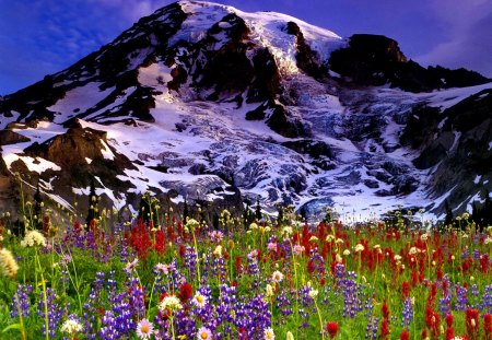 Mountain flowers - summer, beautiful, snowy, slope, grass, meadow, lovely, peaks, mountain, flowers, fresh, nature, delight, field, nice, sky