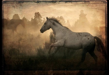 WILD and FREE - horses, nature, animals, sepia