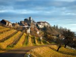 Vinyard on the Hill