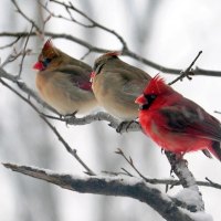 Cardinals