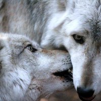 Arctic Wolves