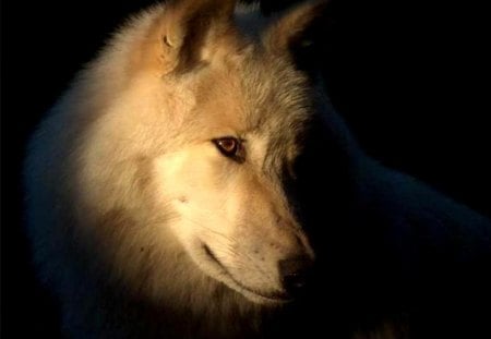 The White Face - wolf, predator, lovely, portrait