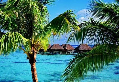 Tropical place - palm branches, summer, blue, bungalowa, palm trees, paradise, nice, place, hut, emerald, breeze, palms, water, beautiful, sea, lovely, ocean, rest, tropics, wind, nature, tropical, bright, clear, cabins