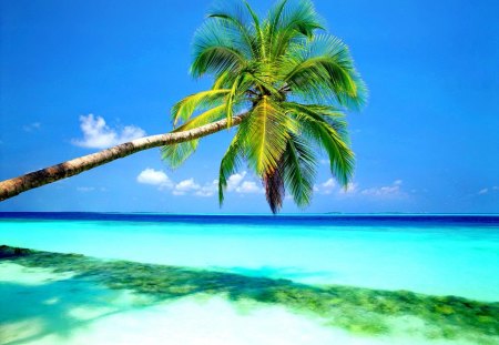 Blue-green paradise - summer, palm, beautiful, beach, lonely, hot, ocean, shadow, horizons, tropics, nature, tropical, palm tree, water, shore, blue, sky, sunny, clouds, sea, green