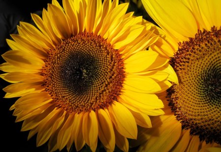 Summertime ~ Sunflowerâ™¥ - love, sunflower, sunshine, summertime, bouquet, nature, bright, yellow, forever, sunny, flowers