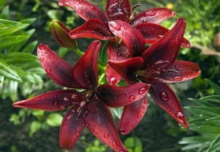 lily - garden, lily, flower, crimson