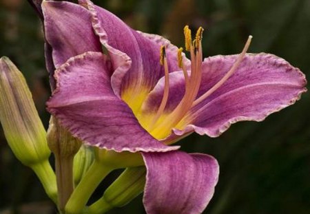 lily - garden, lily, flower, pink