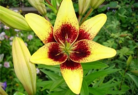 lily - garden, lily, yellow, flower