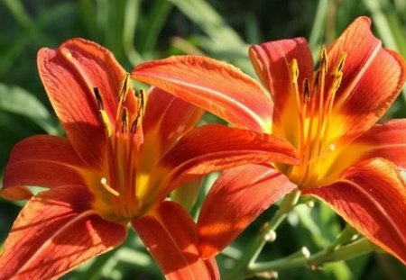 lily - orange, garden, lily, flower