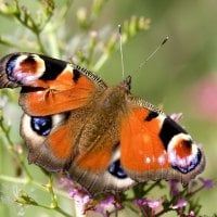 Peacock Butterfly