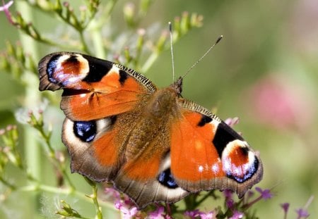 Peacock Butterfly