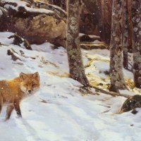 Little Fox in Big Woods