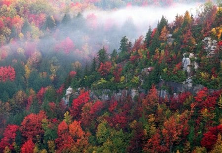 Foggy Day - trees, winter, nature, foggy, forest