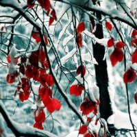 Snow Leaves