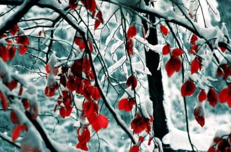 Snow Leaves - leaves, nature, snow, red