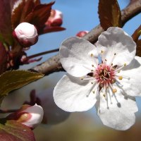 Plum Tree Blossoms