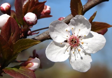 Plum Tree Blossoms - blossoms, flower, tree, plum