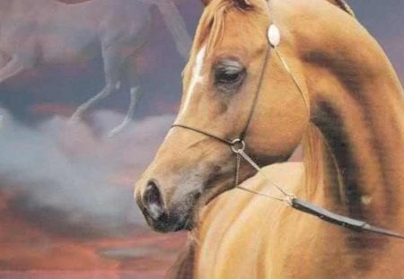 Dream Horse - arabian, fantasy, nature, cloud, animals, brown horse