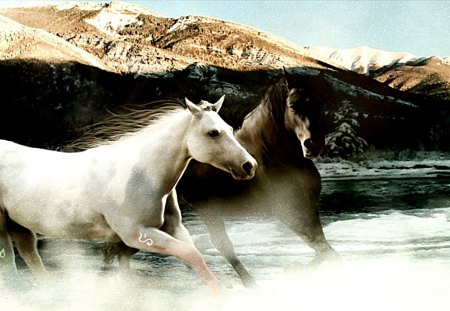 Two Horses Galloping - water, ponies, black horses, nature, wild horses, white horses, brown horses, mountains, animals