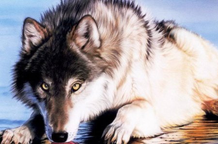 Laying on the Ice - wildlife, white wolf, animals, wolf pup, ice, nature, grey wolf