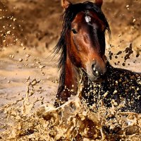 Brown Horse in Water