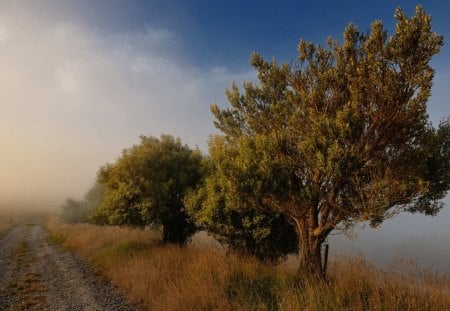 BEAUTIFUL TREE - nature, nice, tree, cool